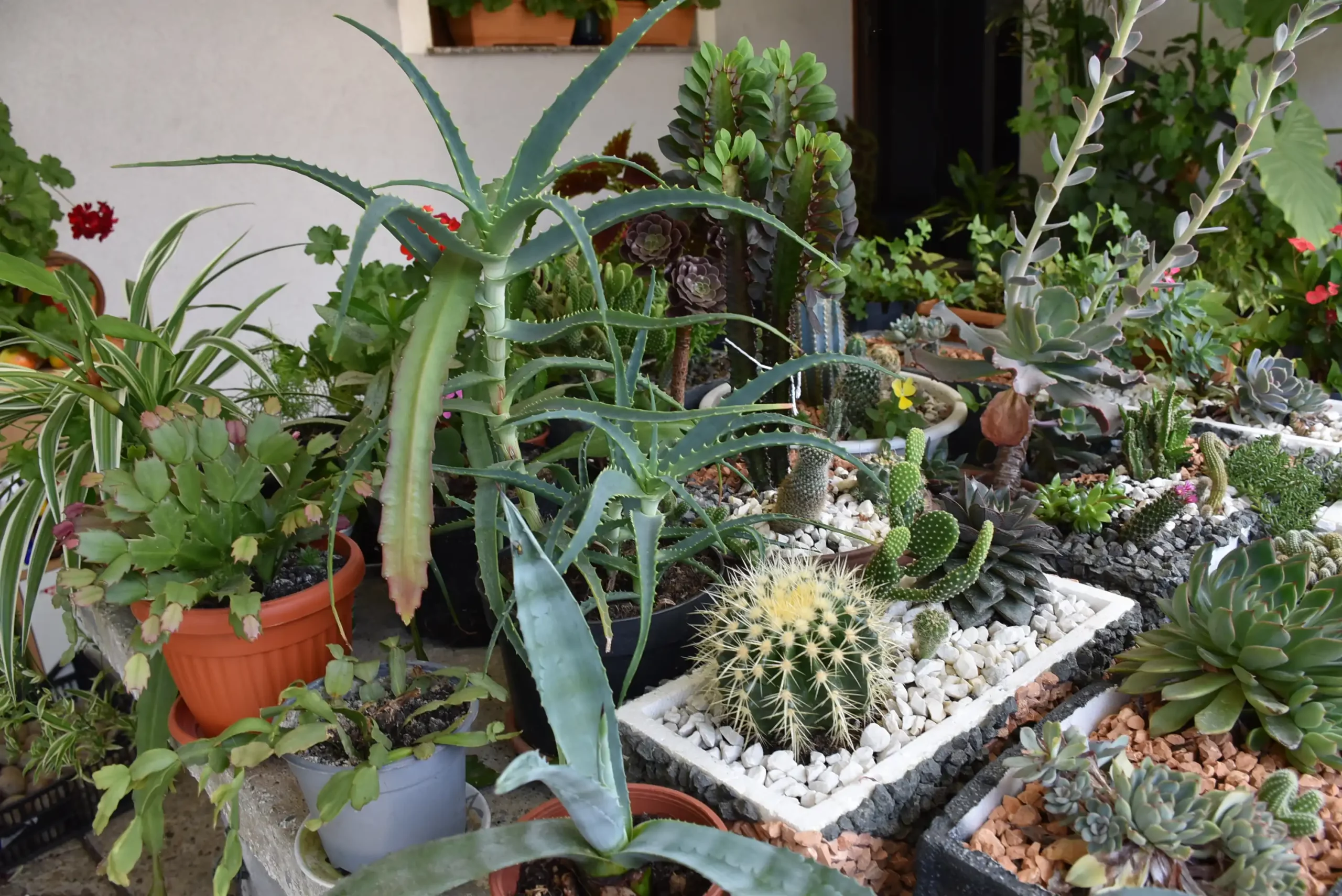 Cviježe Željka Šprema (21) Cviježe Željka Šprema (21)