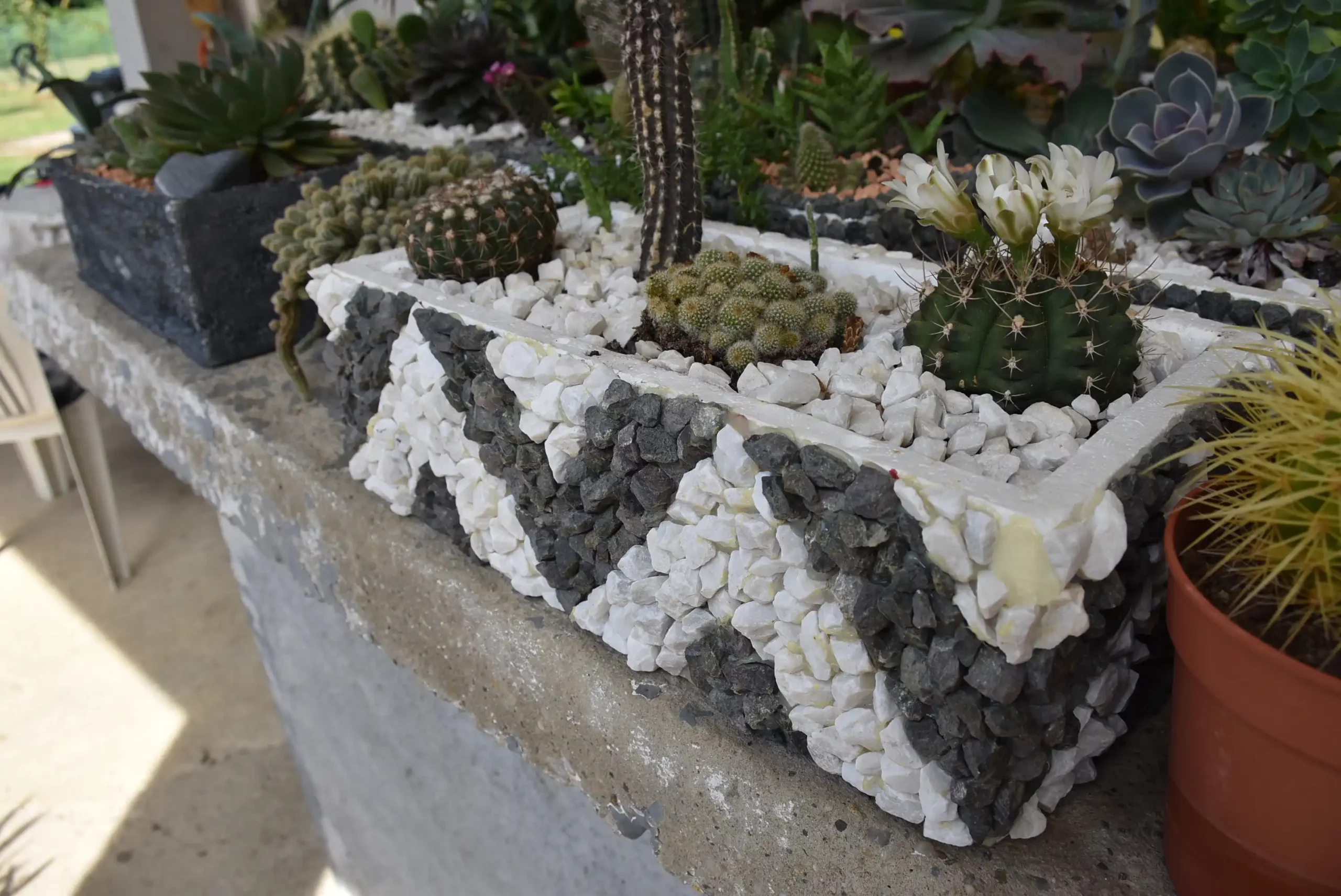 Cviježe Željka Šprema (22) Cviježe Željka Šprema (22)