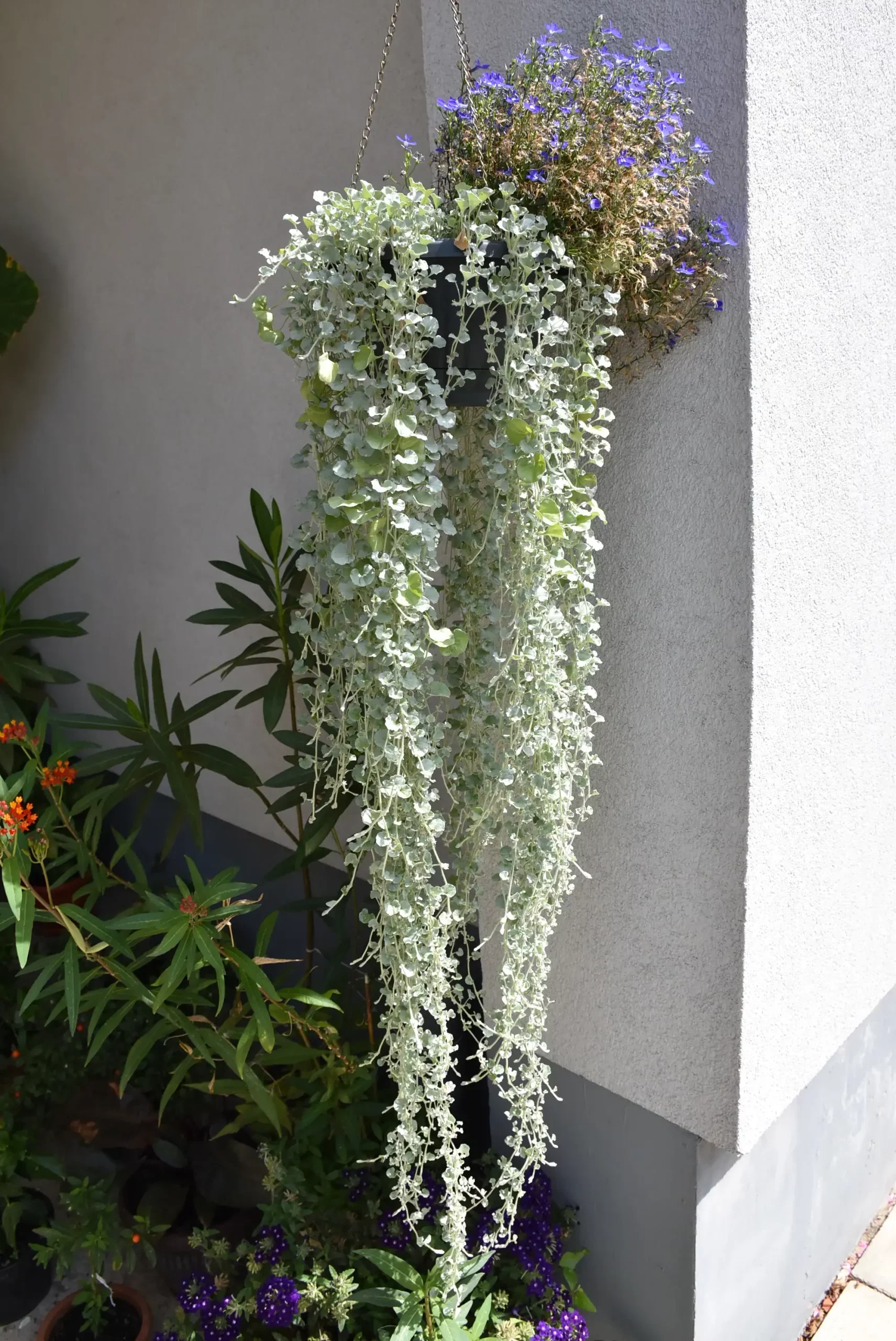 Cviježe Željka Šprema (23) Cviježe Željka Šprema (23)