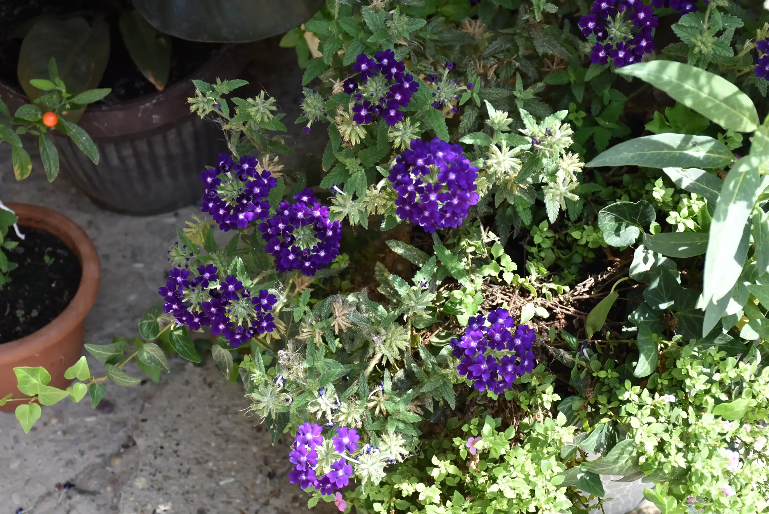 Cviježe Željka Šprema (24) Cviježe Željka Šprema (24)