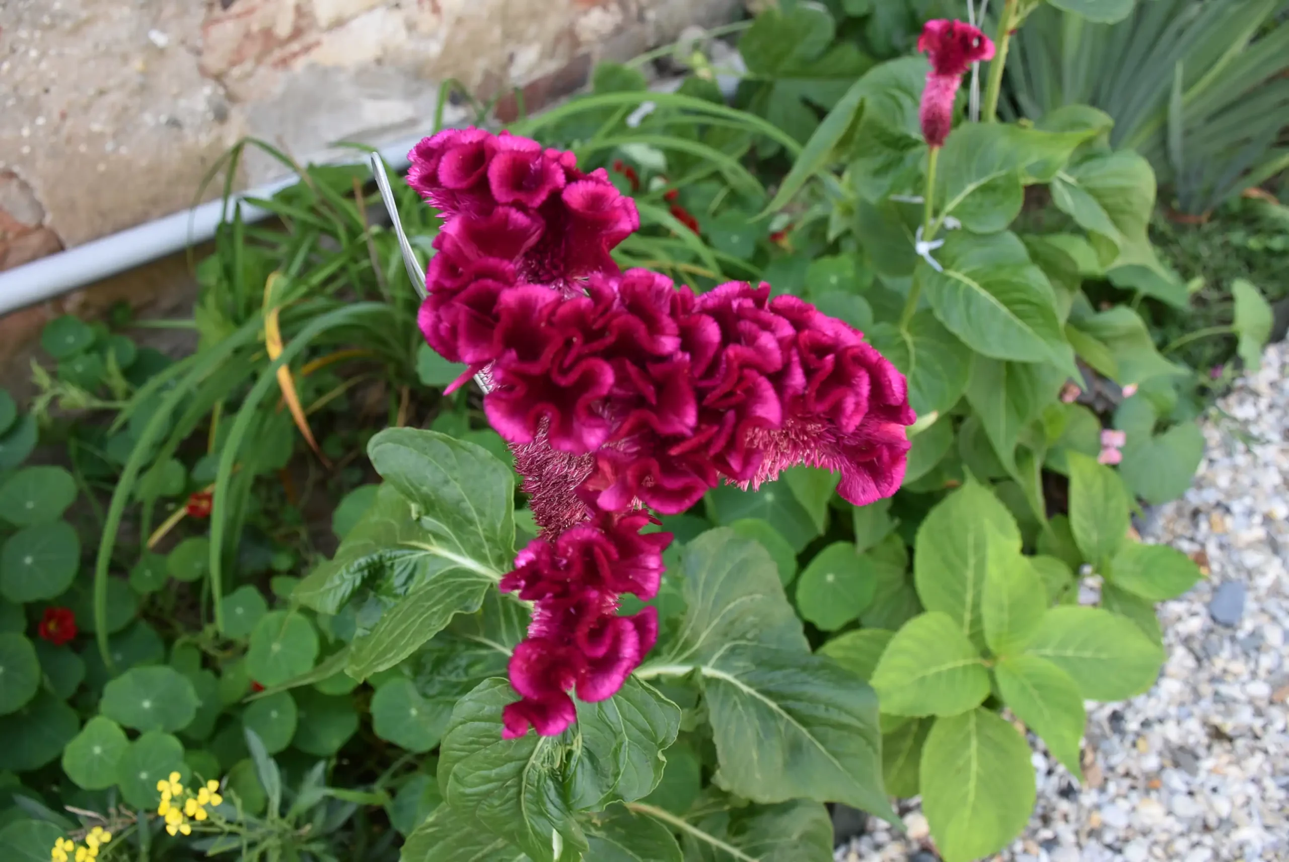 Cviježe Željka Šprema (25) Cviježe Željka Šprema (25)