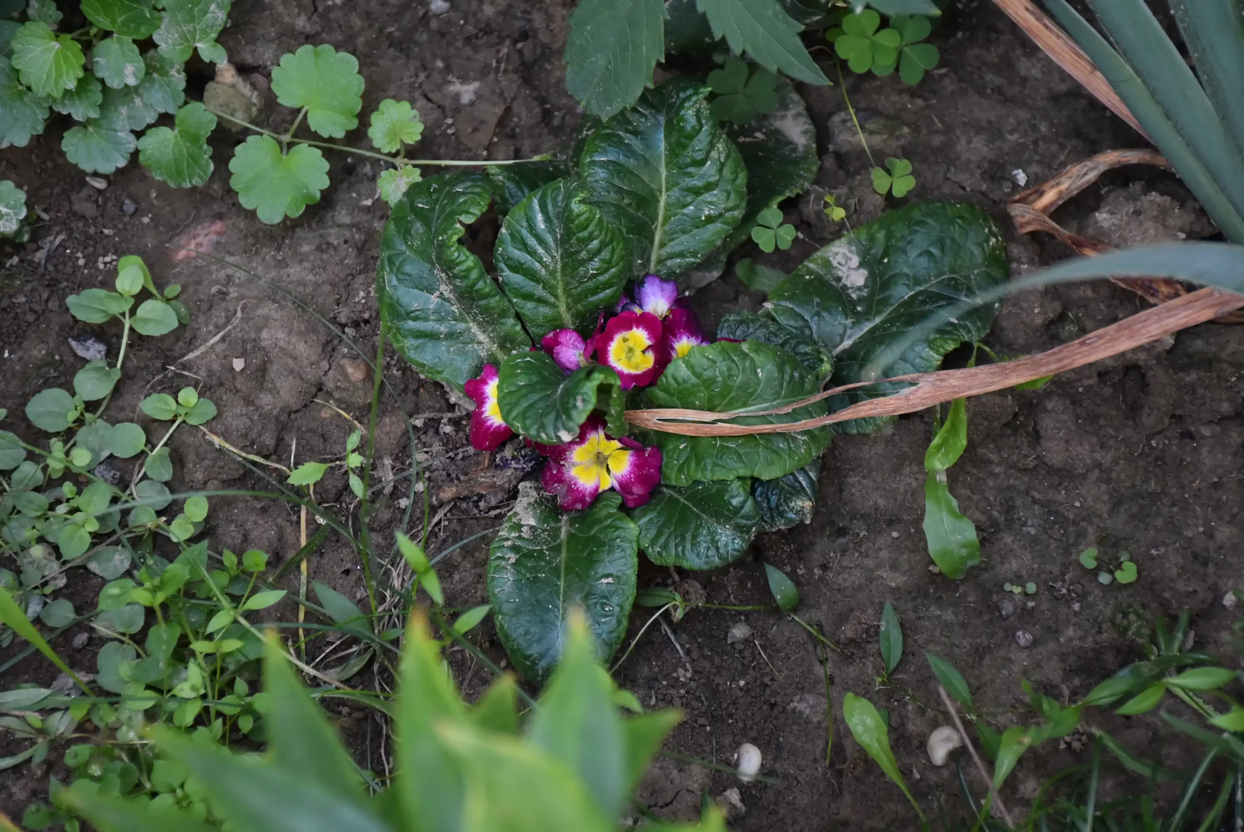 Cviježe Željka Šprema (26) Cviježe Željka Šprema (26)