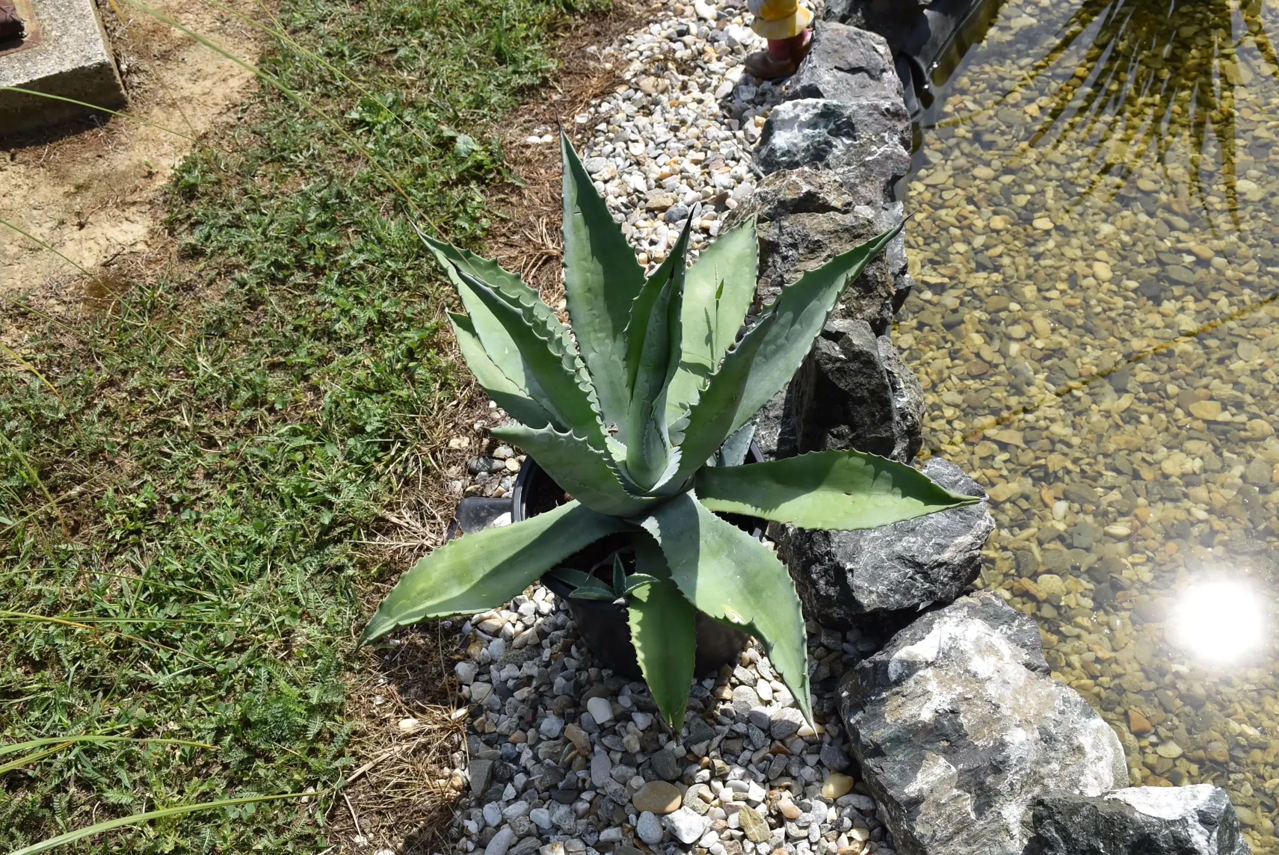 Cviježe Željka Šprema (27) Cviježe Željka Šprema (27)