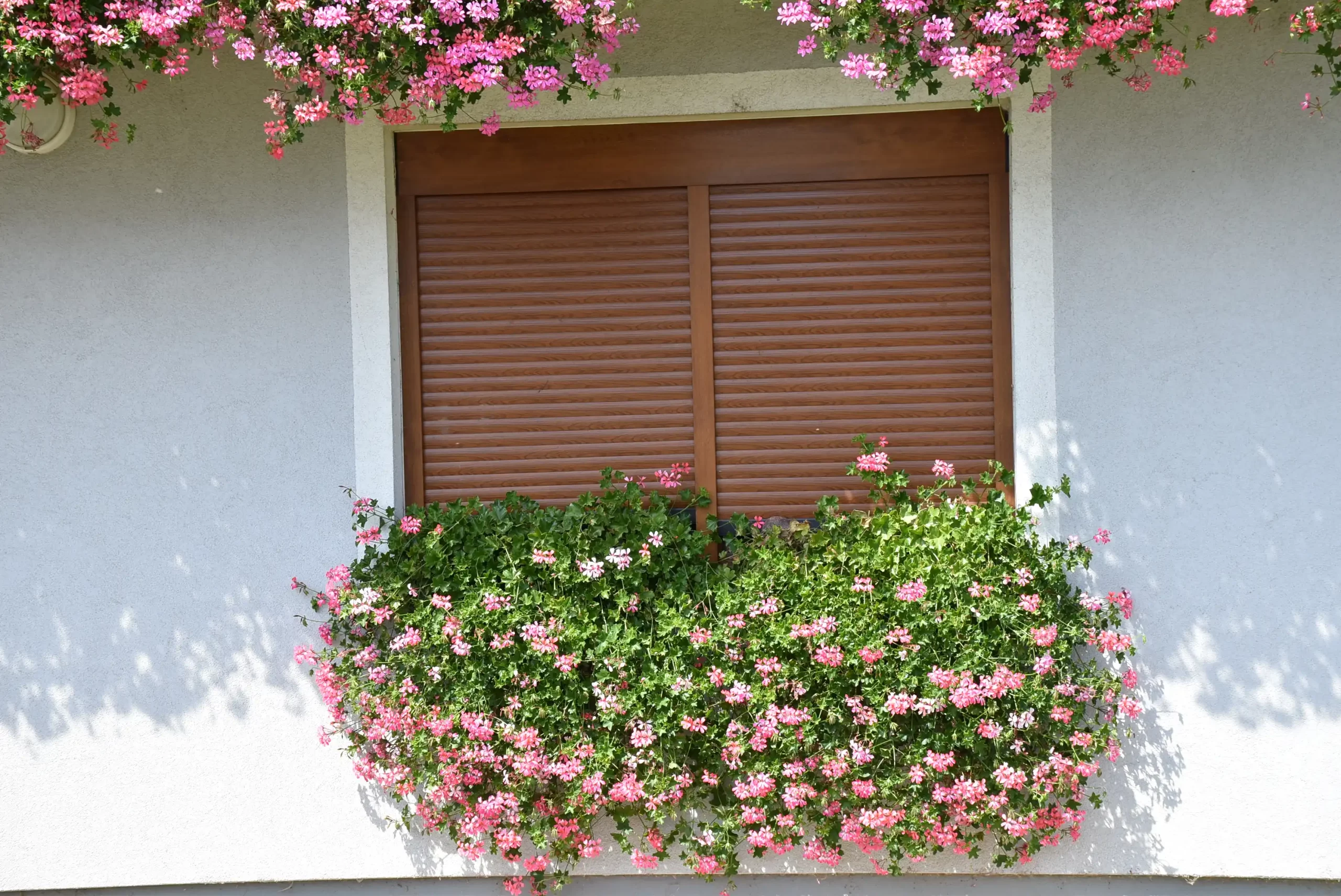 Cviježe Željka Šprema (30) Cviježe Željka Šprema (30)