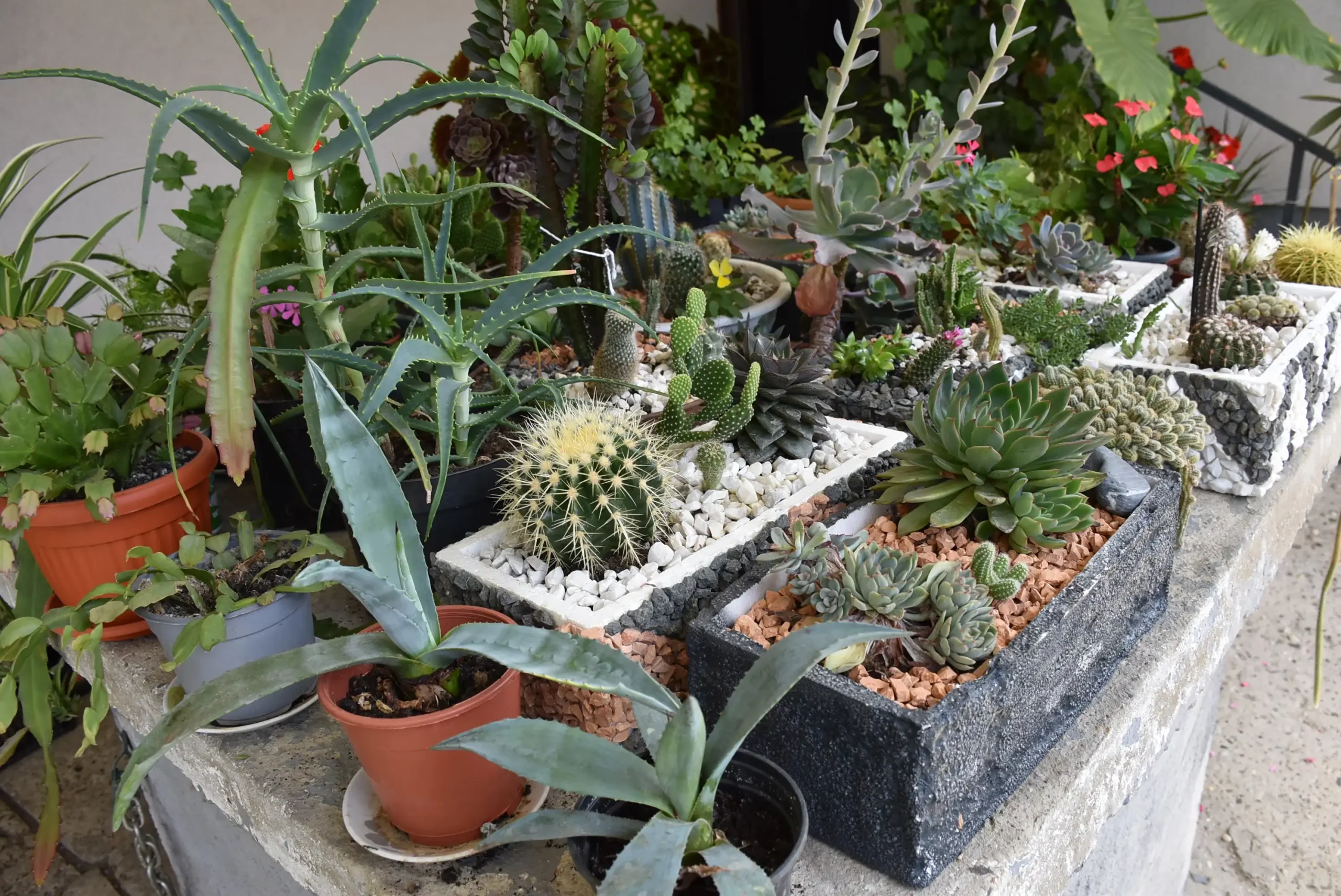 Cviježe Željka Šprema (31) Cviježe Željka Šprema (31)