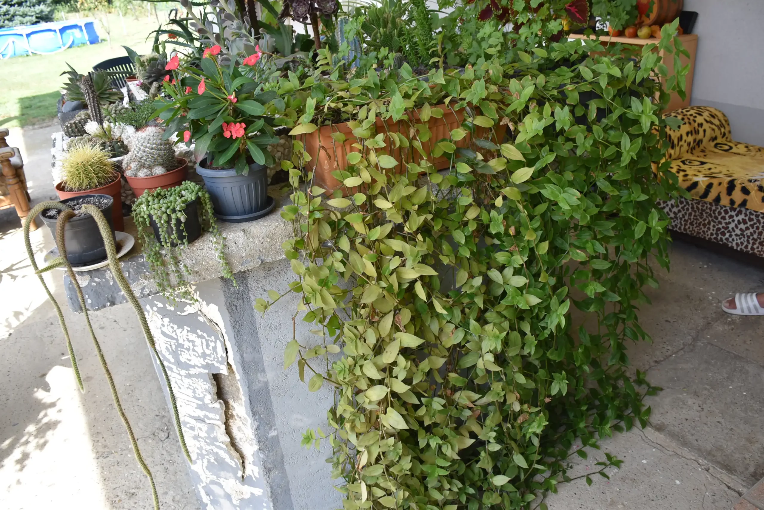 Cviježe Željka Šprema (32) Cviježe Željka Šprema (32)