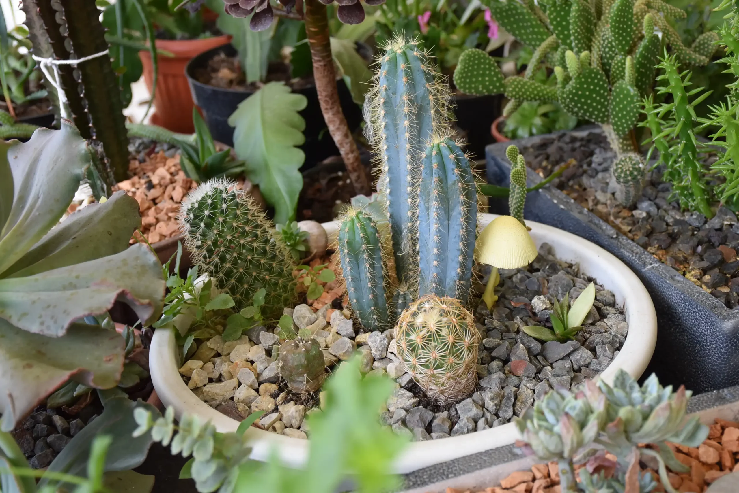 Cviježe Željka Šprema (33) Cviježe Željka Šprema (33)