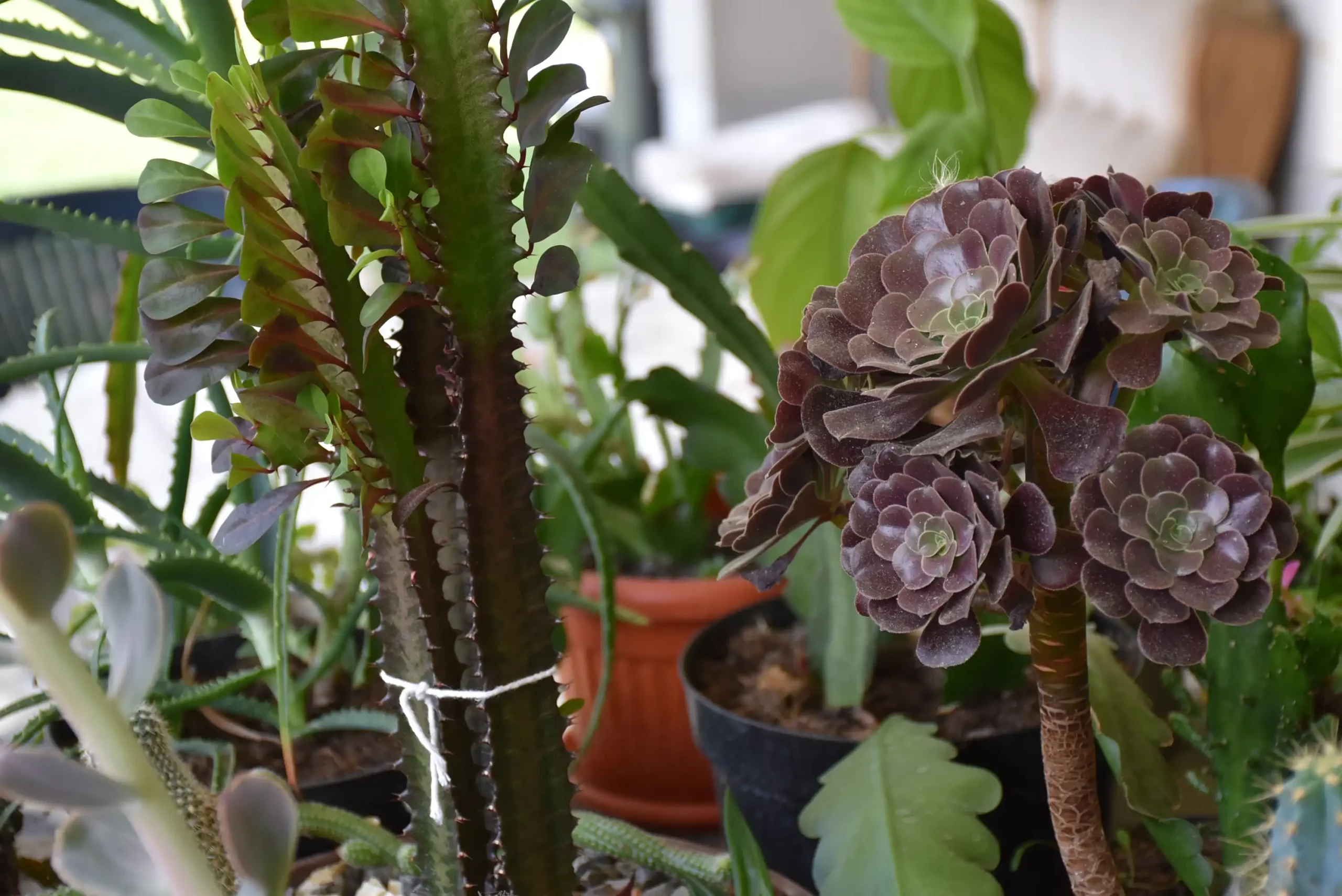 Cviježe Željka Šprema (34) Cviježe Željka Šprema (34)