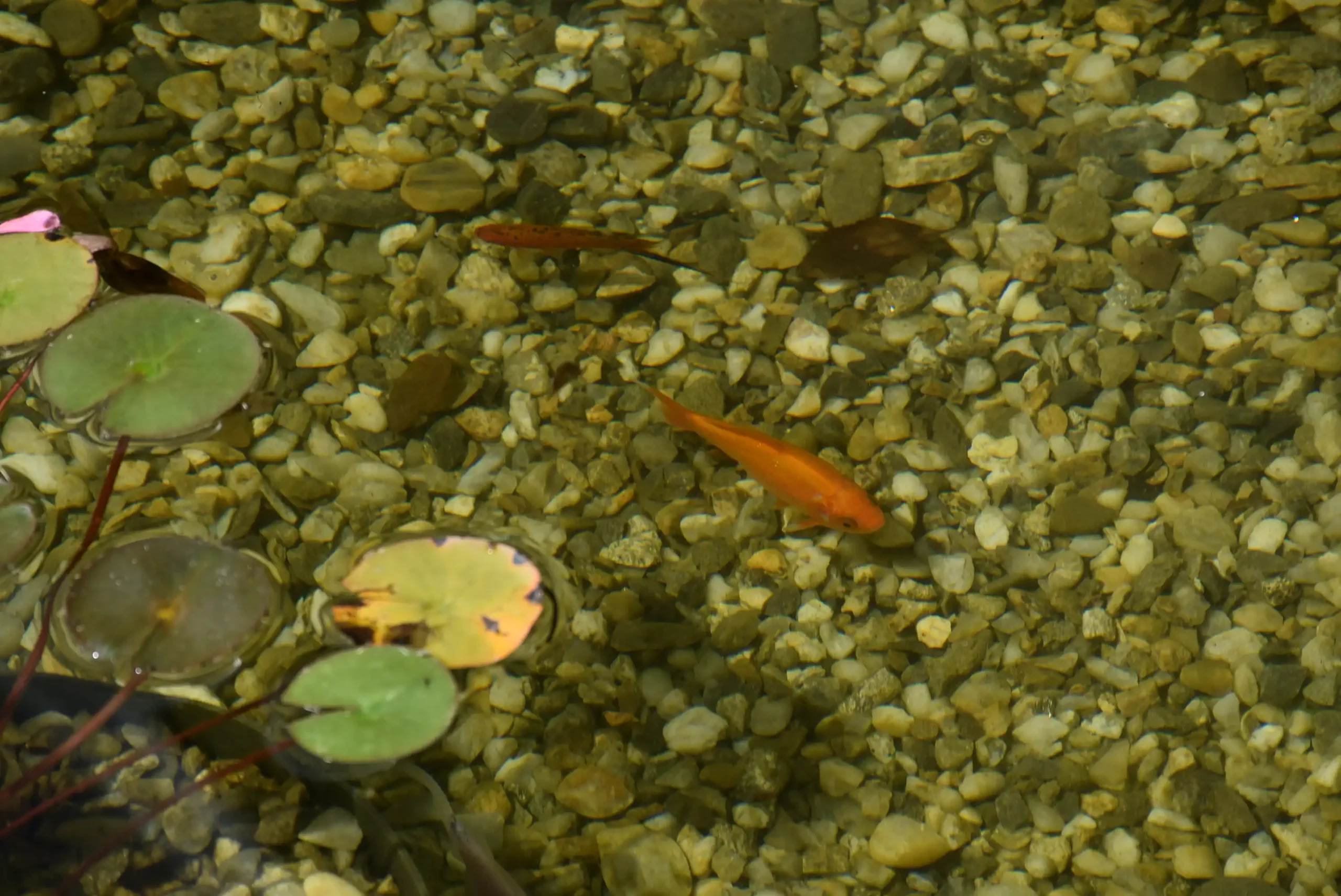 Cviježe Željka Šprema (5) Cviježe Željka Šprema (5)