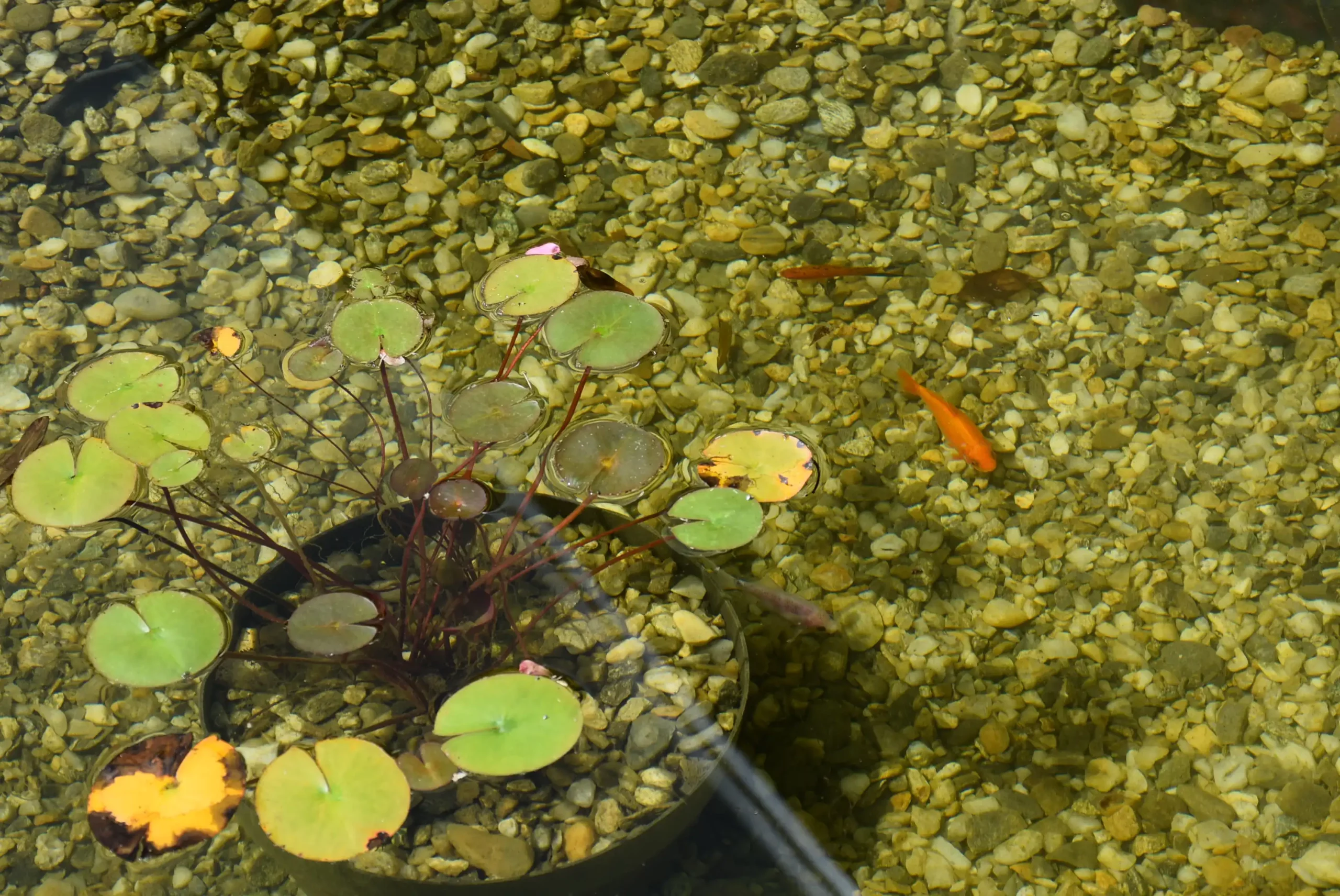 Cviježe Željka Šprema (6) Cviježe Željka Šprema (6)