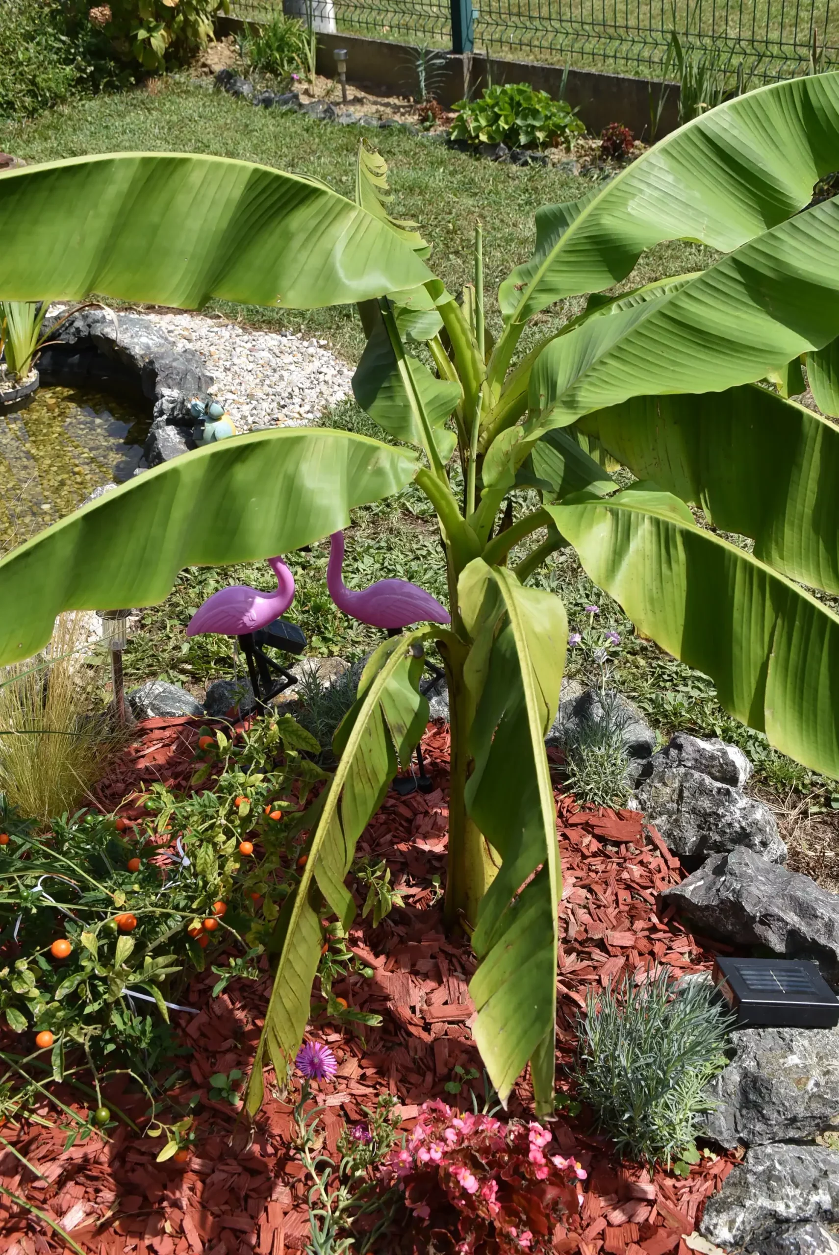 Cviježe Željka Šprema (7) Cviježe Željka Šprema (7)