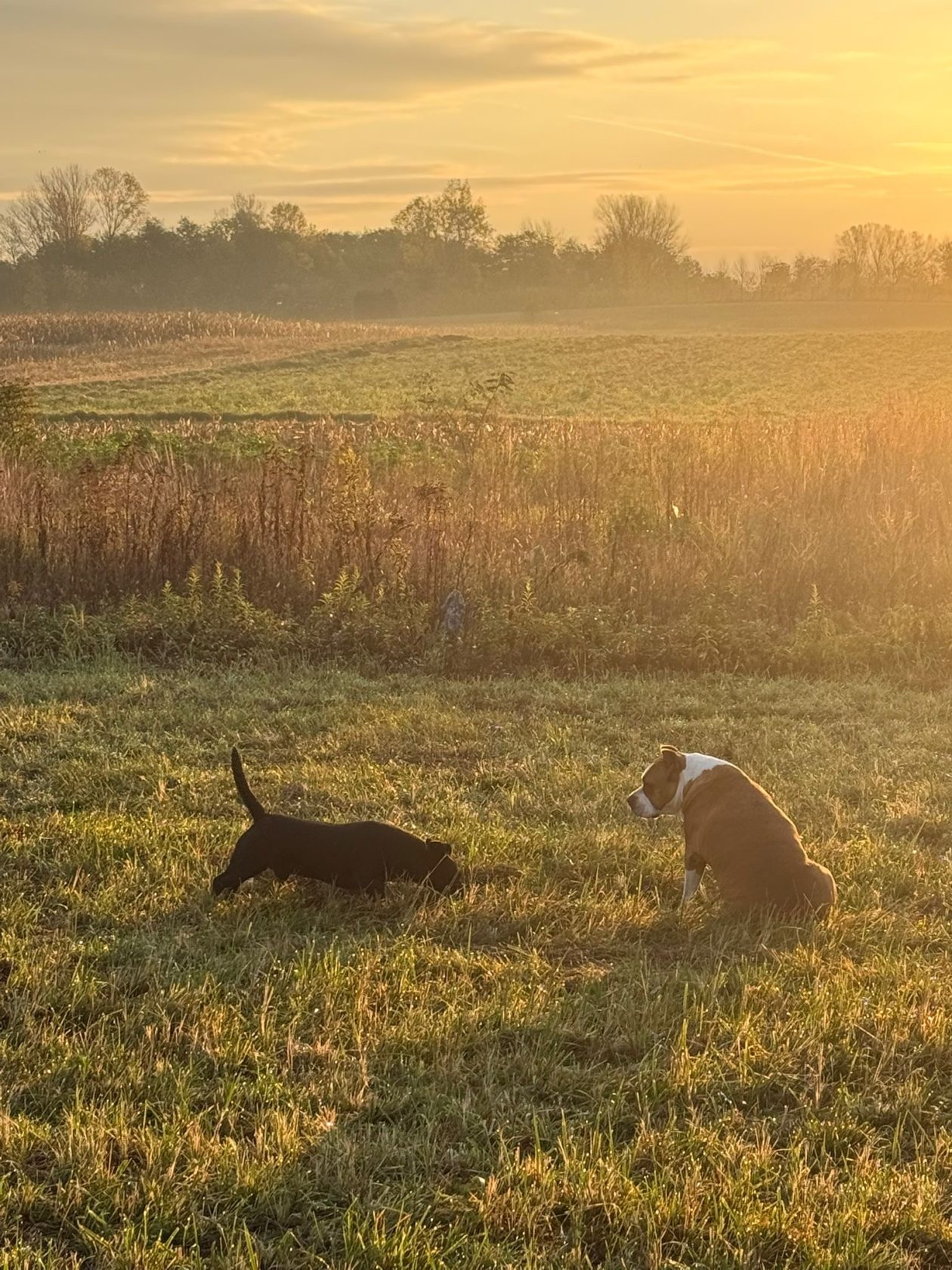 DOMINIK MURKOVIĆ IZ NOVAKOVCA (2)