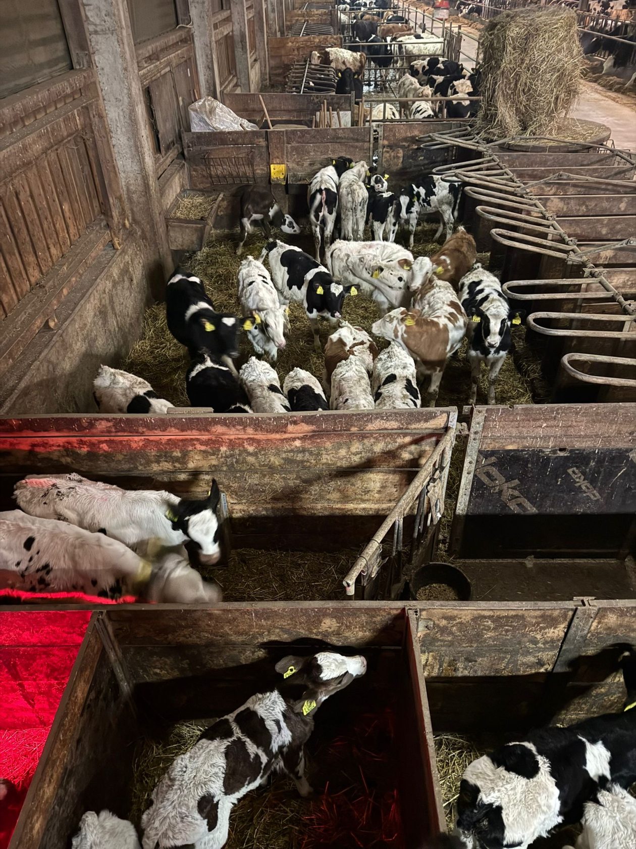 DOMINIK MURKOVIĆ IZ NOVAKOVCA (4)