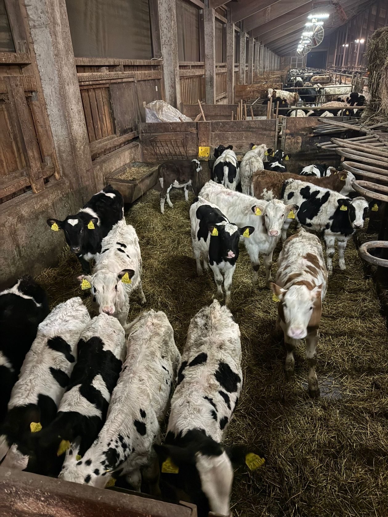 DOMINIK MURKOVIĆ IZ NOVAKOVCA (5)