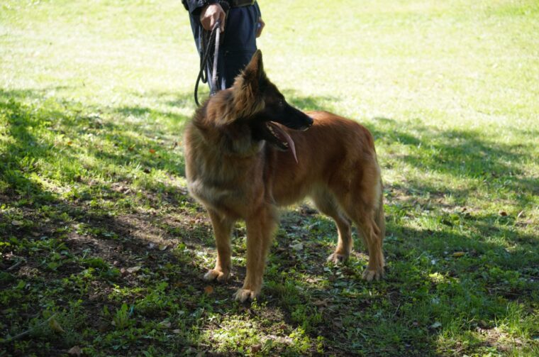 Najpametnije njuške policije