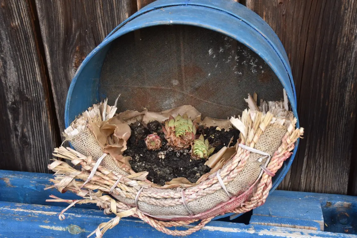 DSC_0087 (Medium) DSC_0087 (Medium)