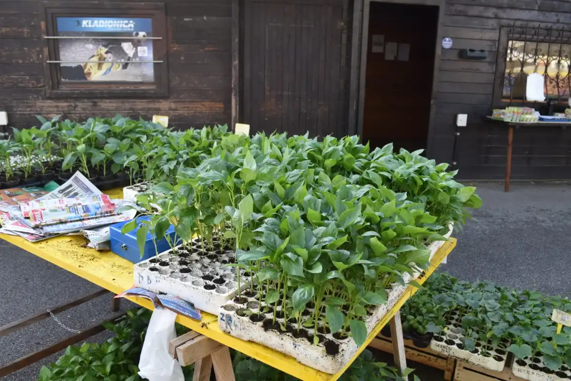 tržnica MurskoSredišće