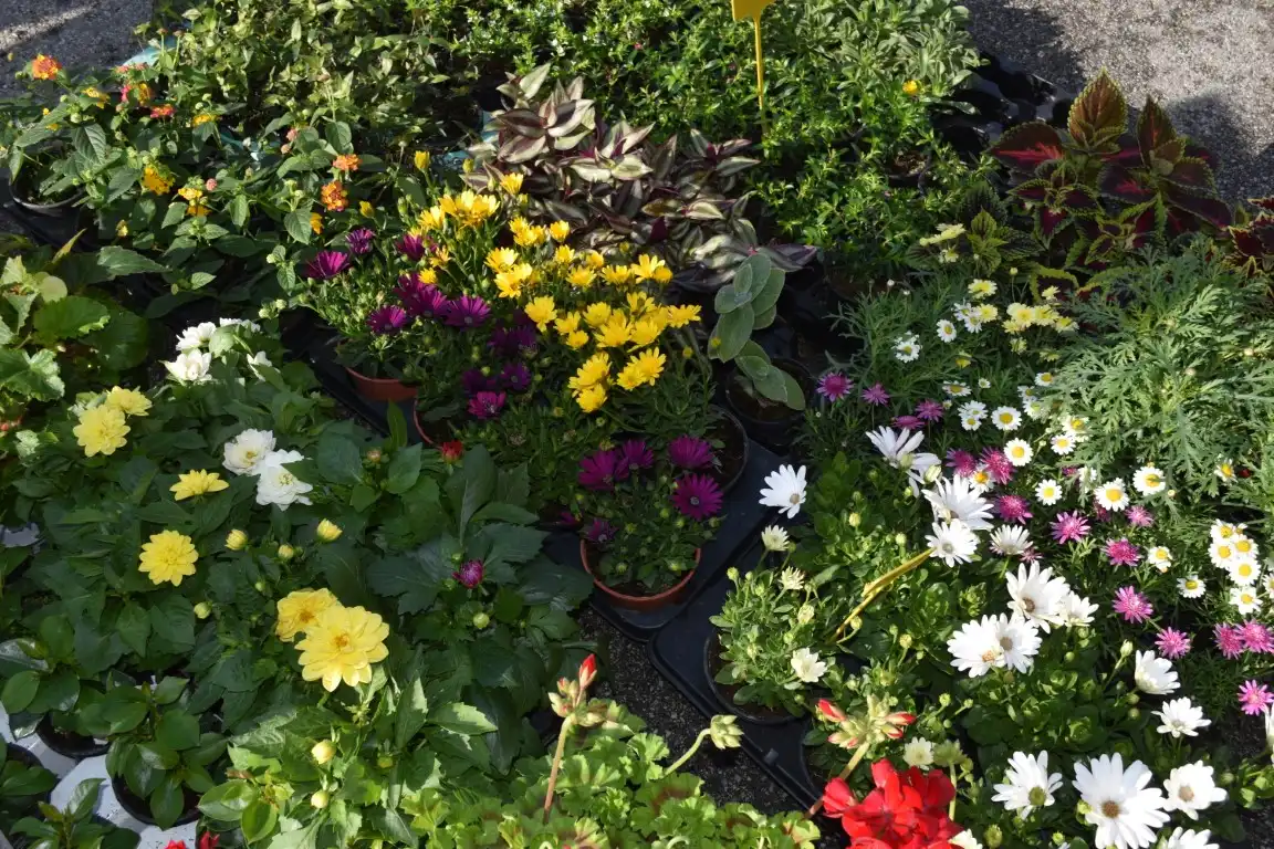 tržnica MurskoSredišće