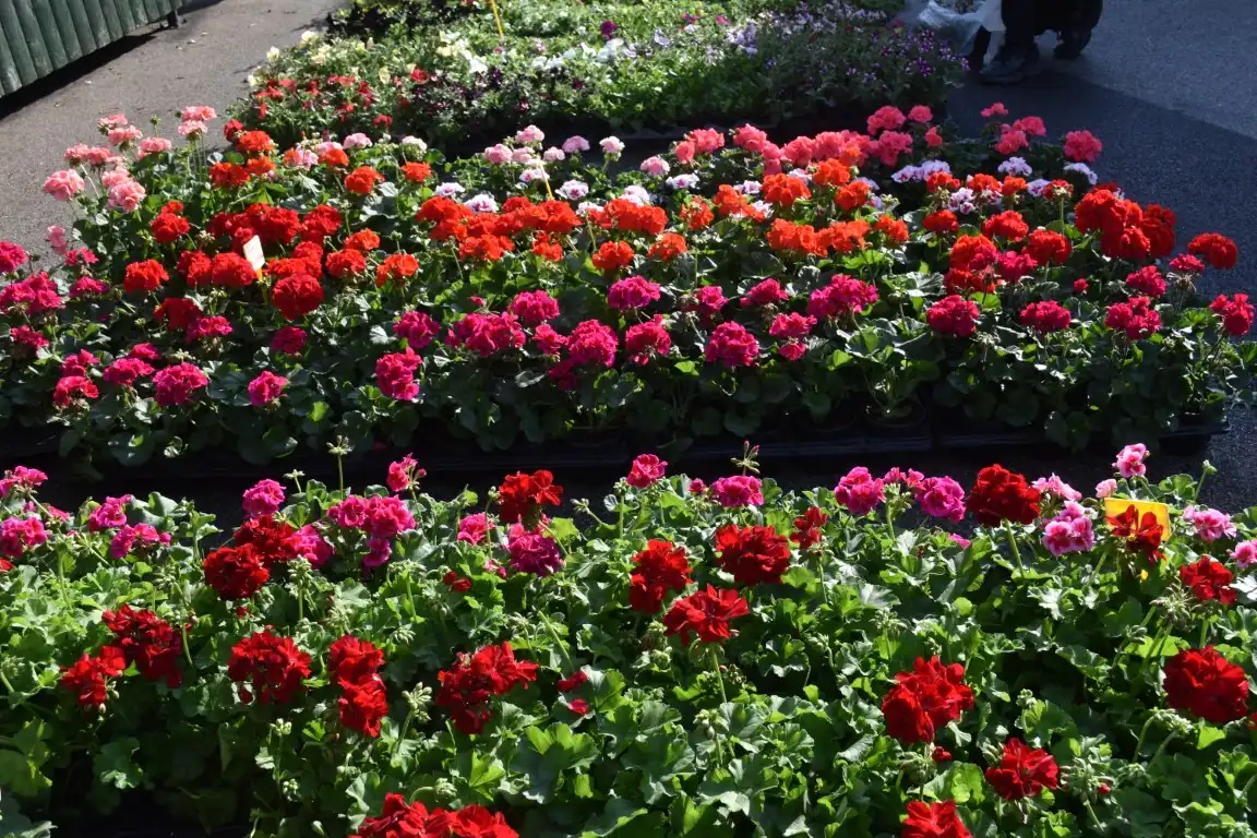 tržnica MurskoSredišće