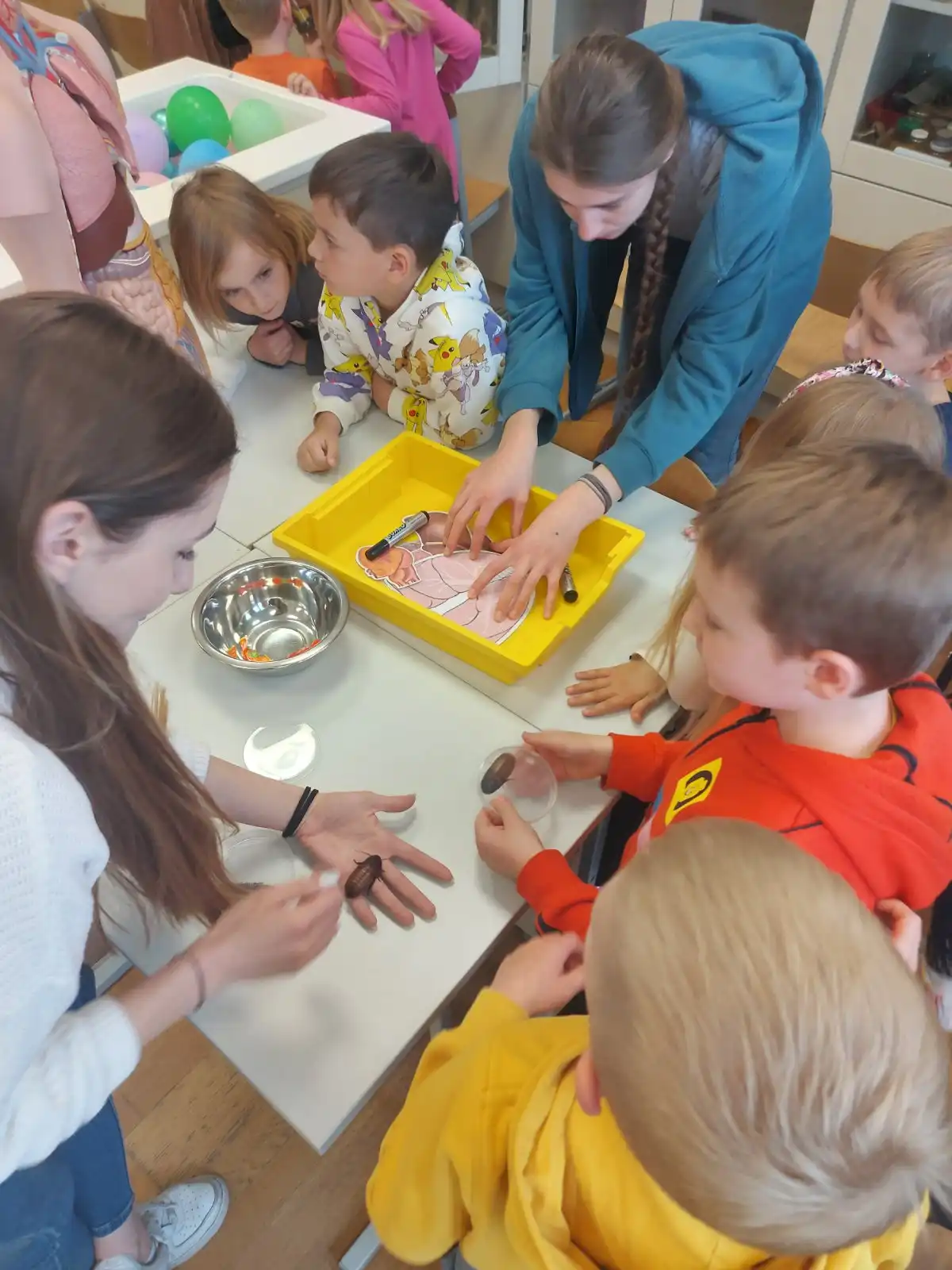 DV Cvrčak Čakovec (12) DV Cvrčak Čakovec (12)