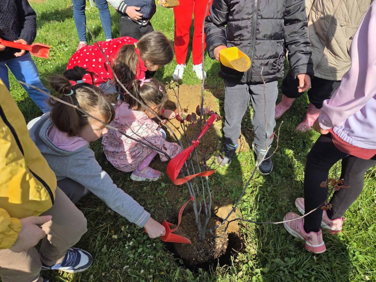 DV Mrav maslačak Mačkovec (3)