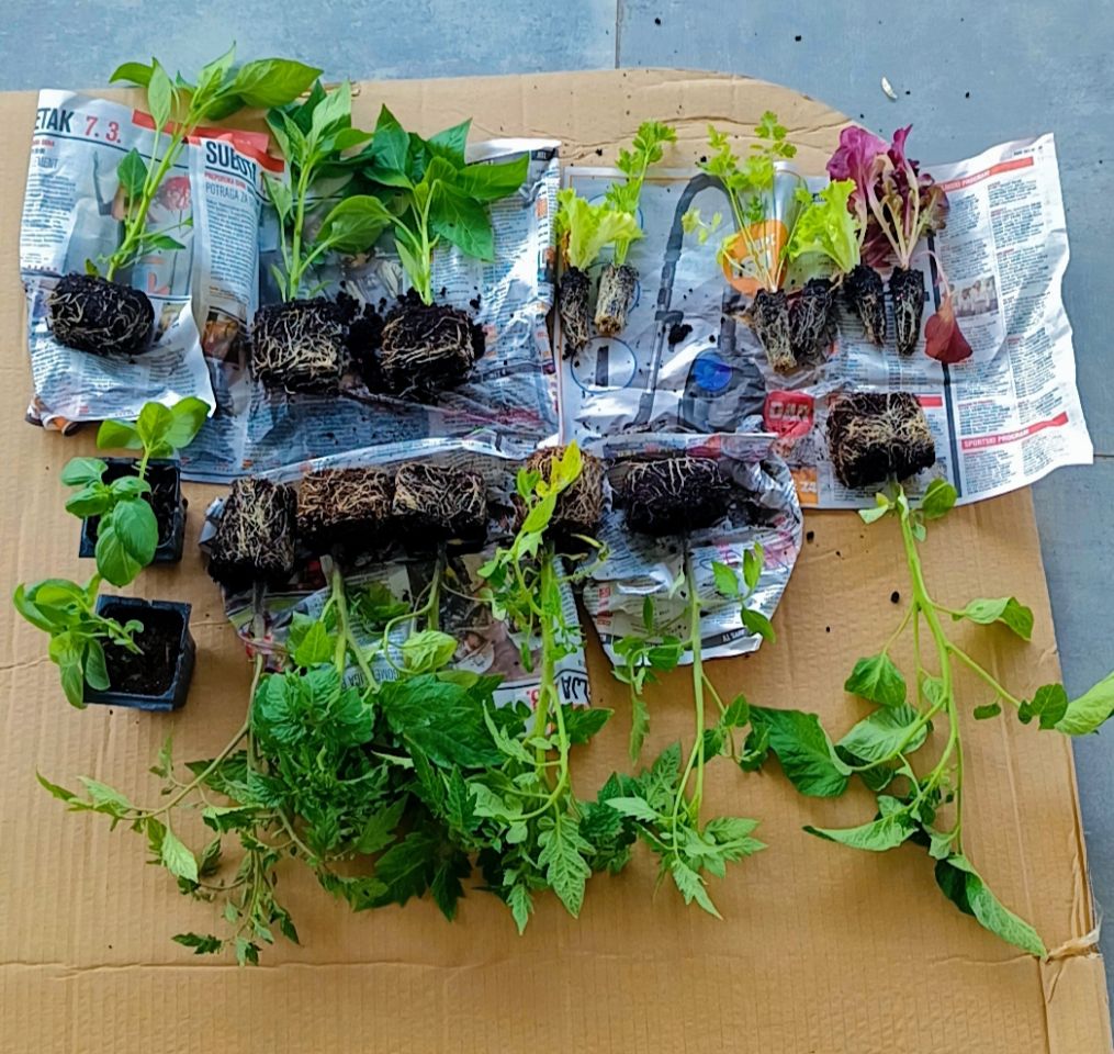 DV Mravići Dan planete Zemlja 2025 (9)