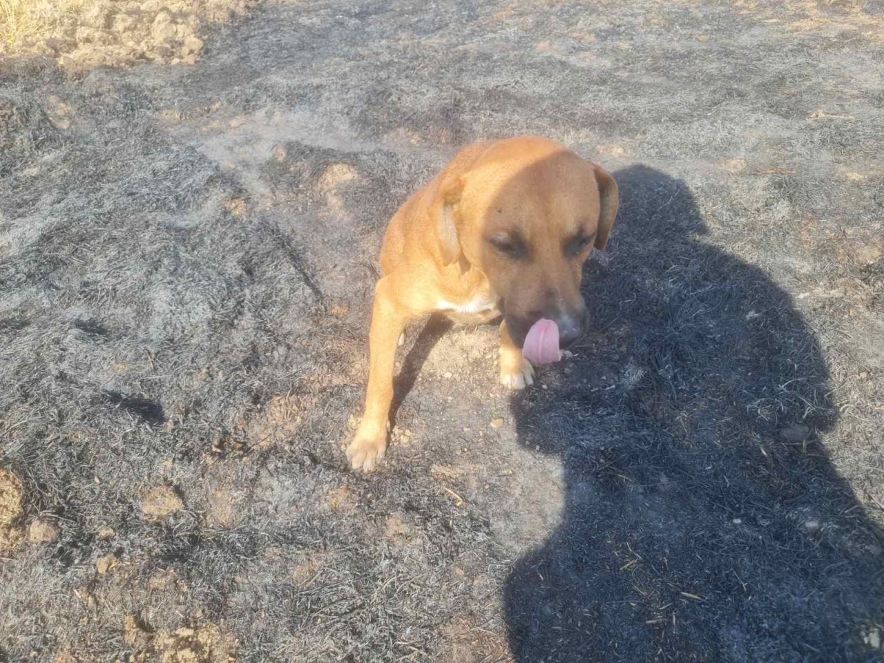 DVD Kuršanec (1) DVD Kuršanec (1)