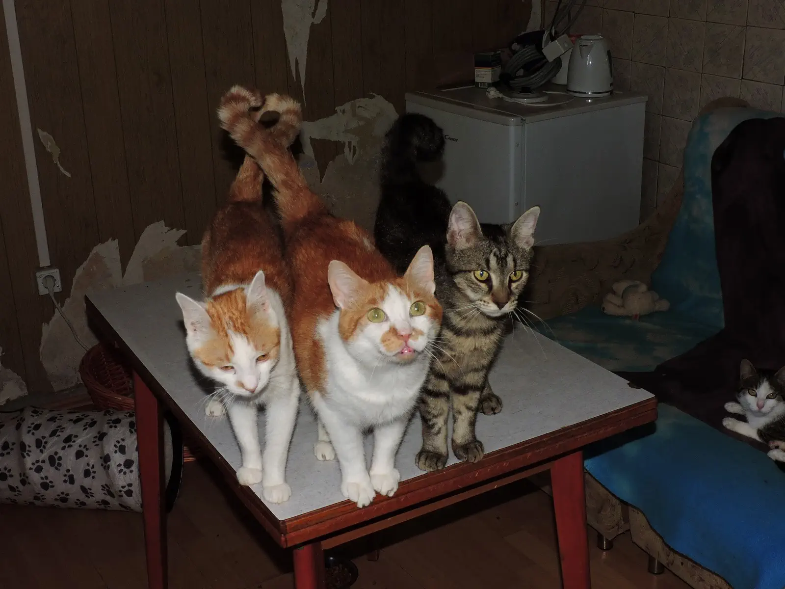 Damira Marušić Udruga o napuštenim mačkama (2)