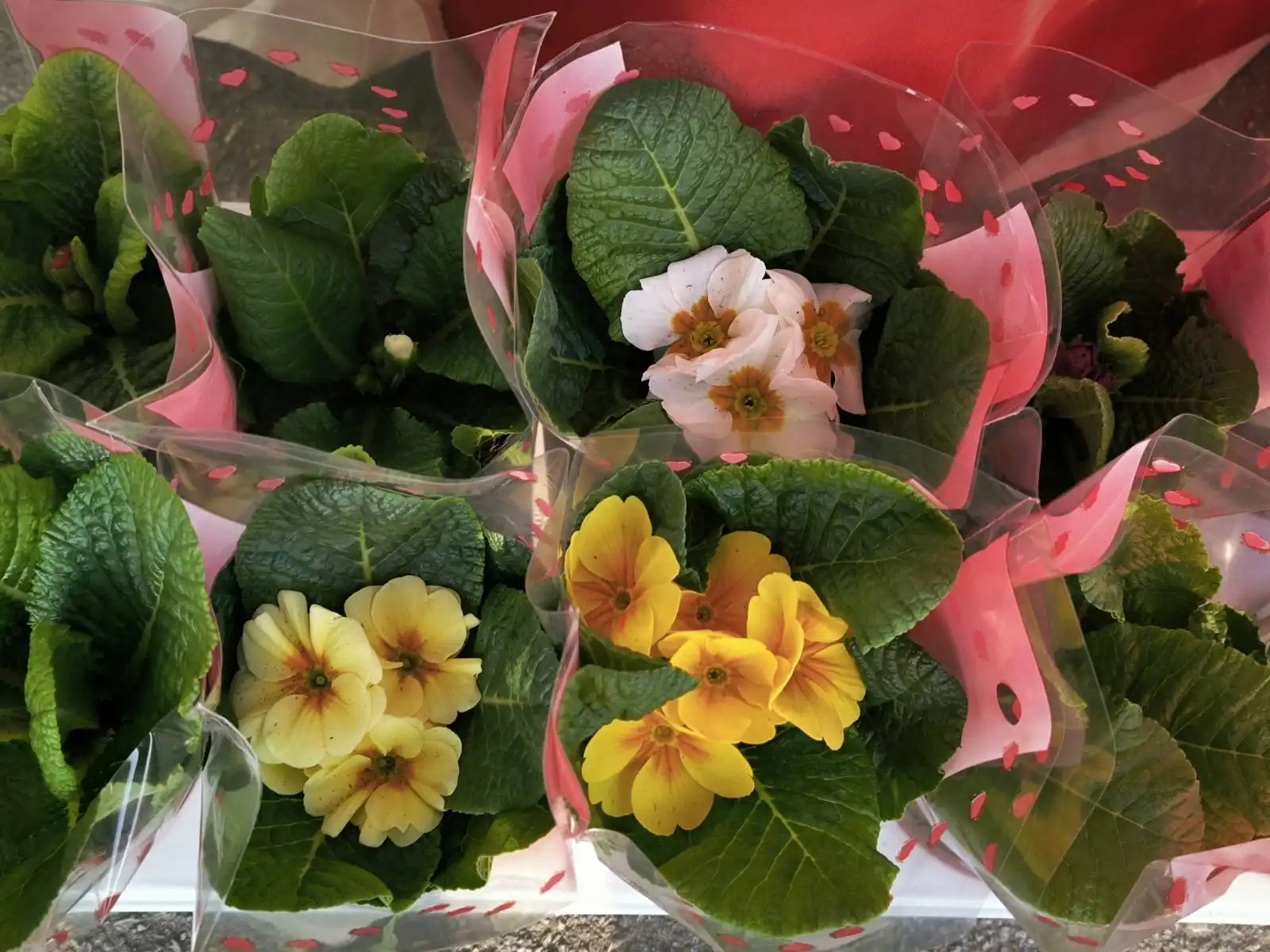 Dan Žena, Savska Ves, Udruga žena (4)