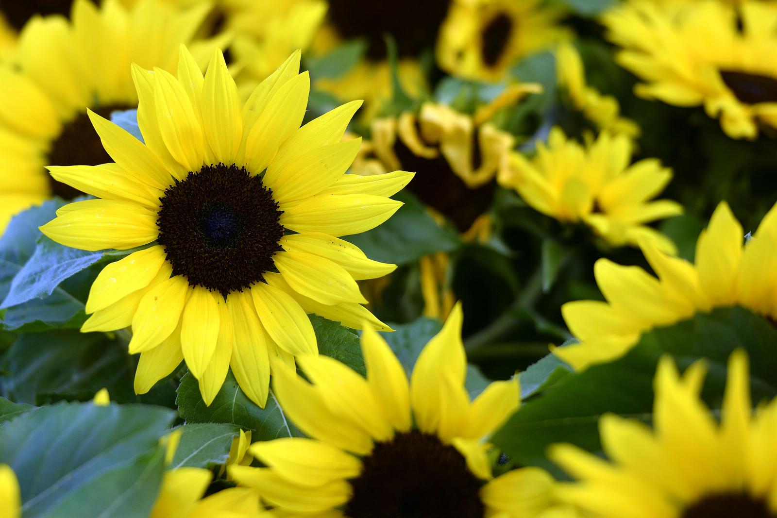 Čakovec: Atmosfera na proljetnom sajmu u centru grada