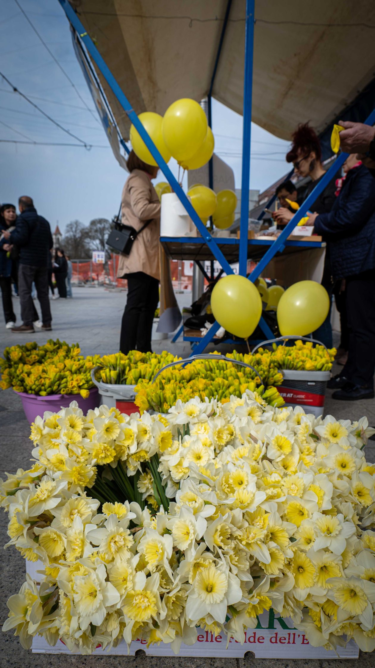 Dan narcisa 2026-6 Dan narcisa 2026-6