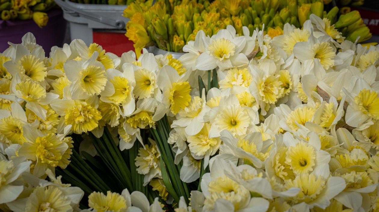 Dan narcisa 2026-7 Dan narcisa 2026-7