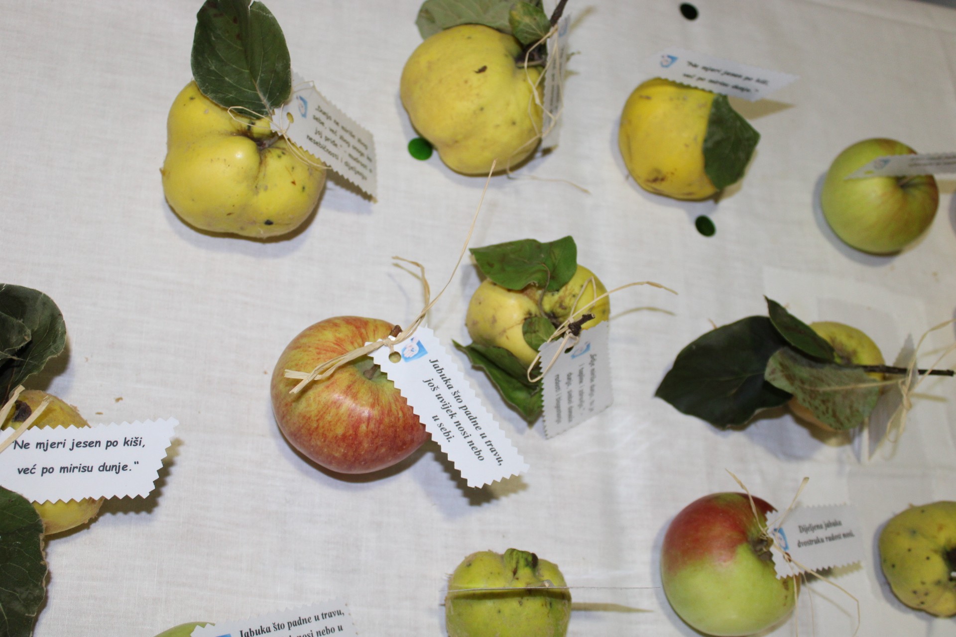 Dan palijativne skrbi (1)