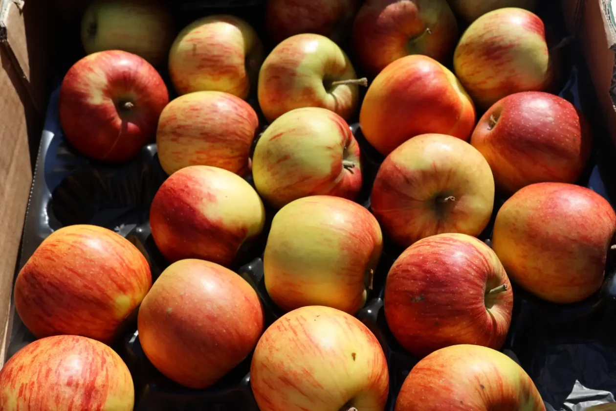 Dan zdravog osmijeha Prelog 18.4.2026 (11)