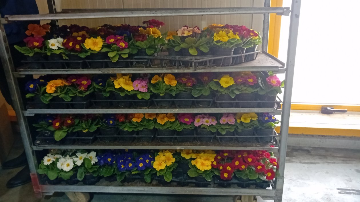 Dan žena Nedelišće 2025 (7)