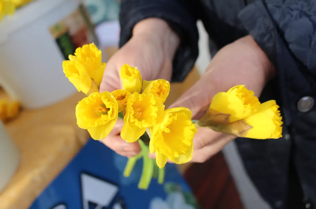 Dani narcisa, Kotoriba 2025, KM Photographx (4) Dani narcisa, Kotoriba 2025, KM Photographx (4)