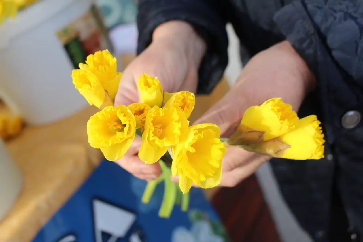 Dani narcisa, Kotoriba 2025, KM Photographx (4) Dani narcisa, Kotoriba 2025, KM Photographx (4)