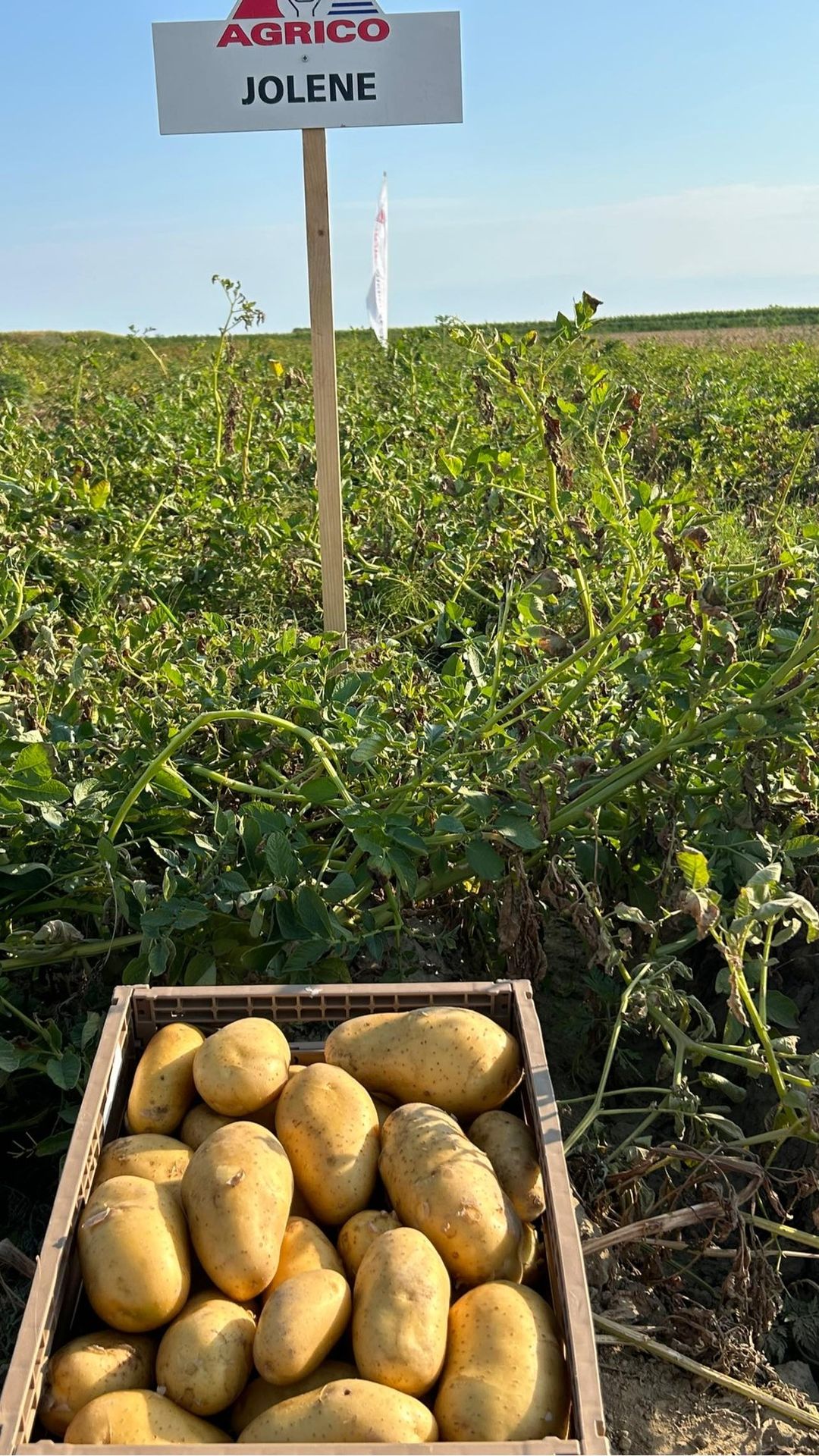 Dani polja, obitelj Filipović 2024 (4)