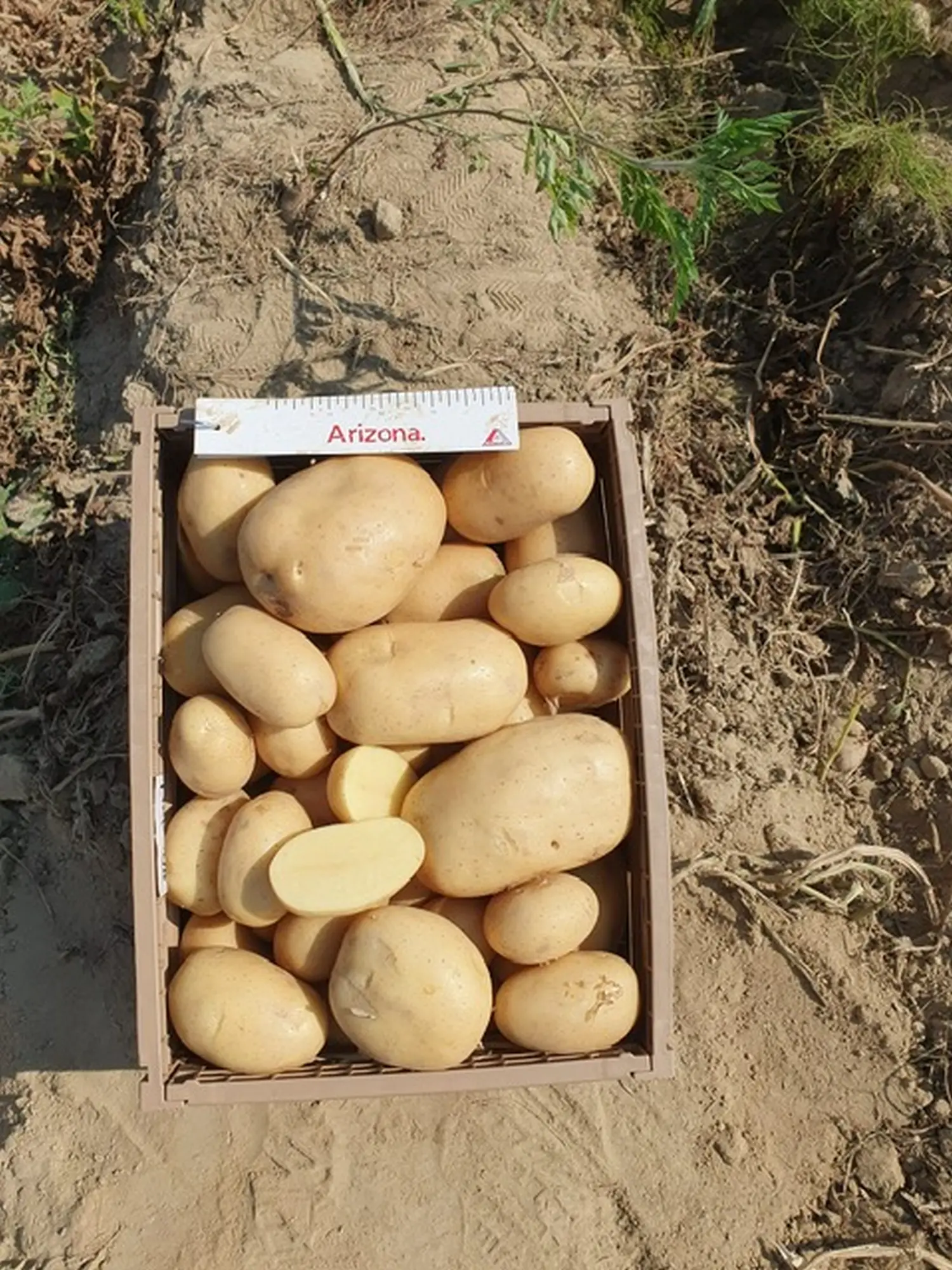 Dani polja, obitelj Filipović 2024 (5)