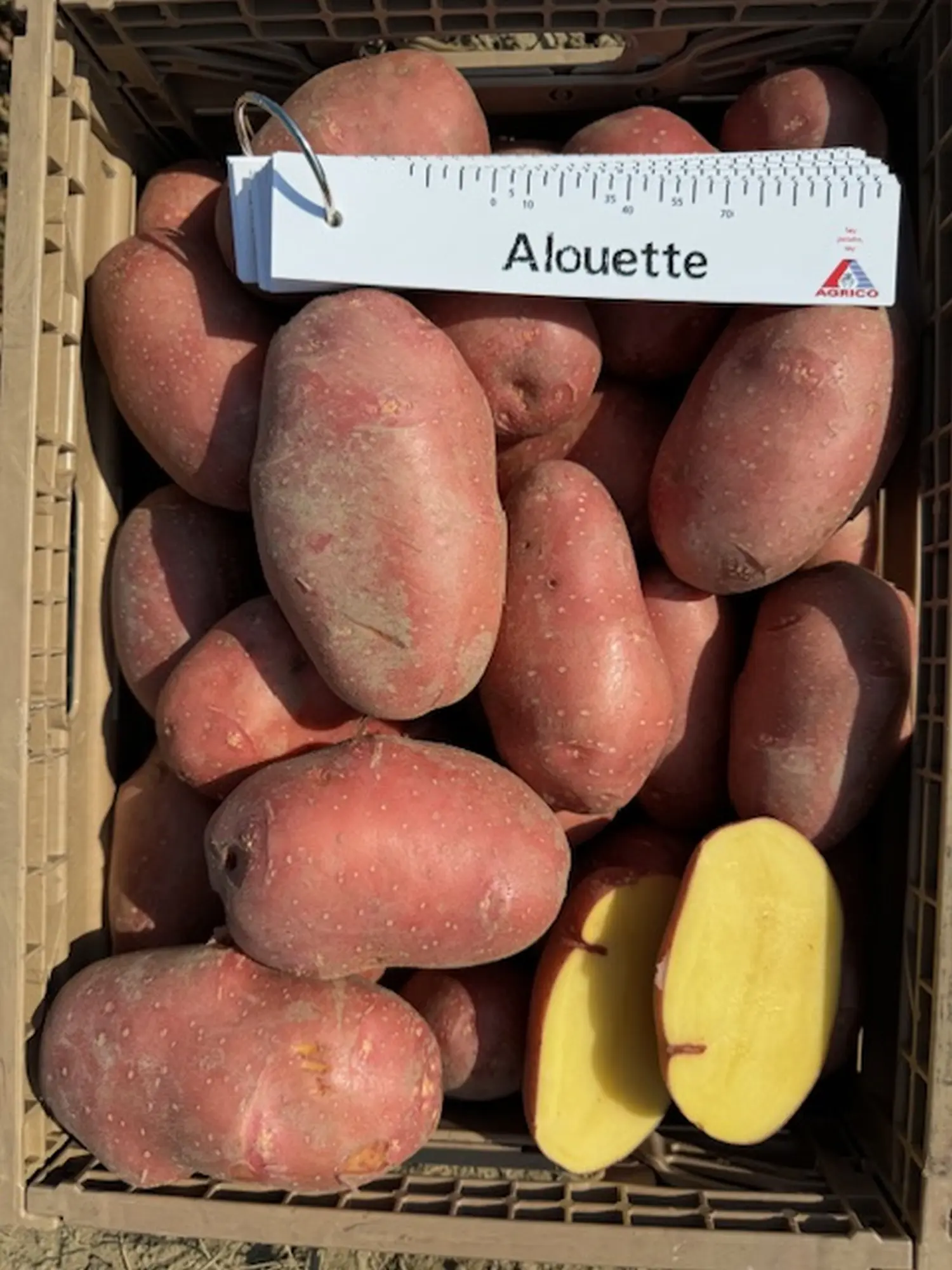 Dani polja, obitelj Filipović 2024 (6)