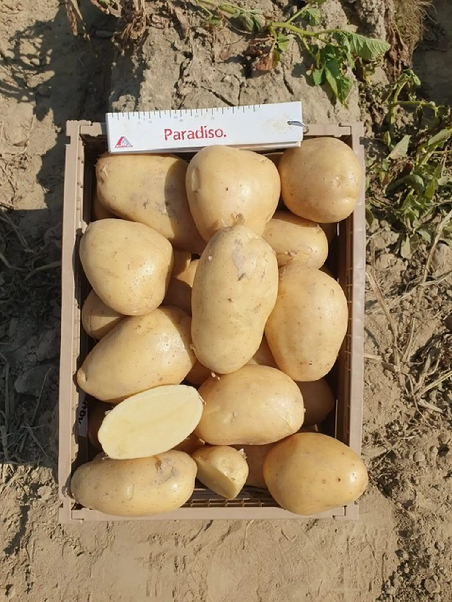 Dani polja, obitelj Filipović 2024 (8)