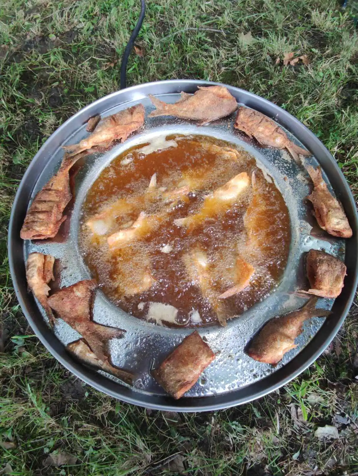 Dani šibe i ribe (31) Dani šibe i ribe (31)