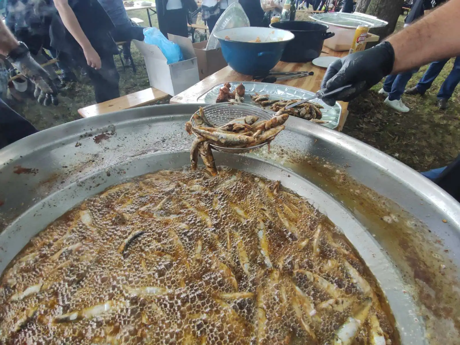 Dani šibe i ribe (39) ribice Dani šibe i ribe (39) ribice