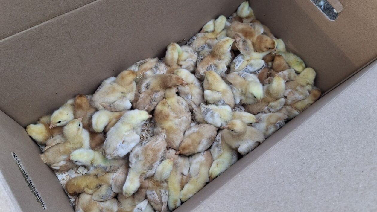 Danijel Friščić 2