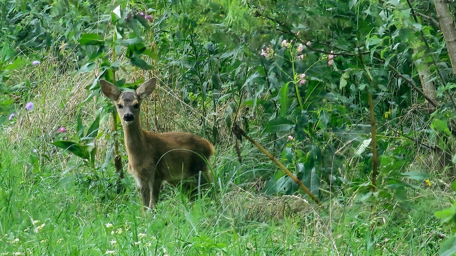 Danijel Mikolaj proljeće (1) Danijel Mikolaj proljeće (1)