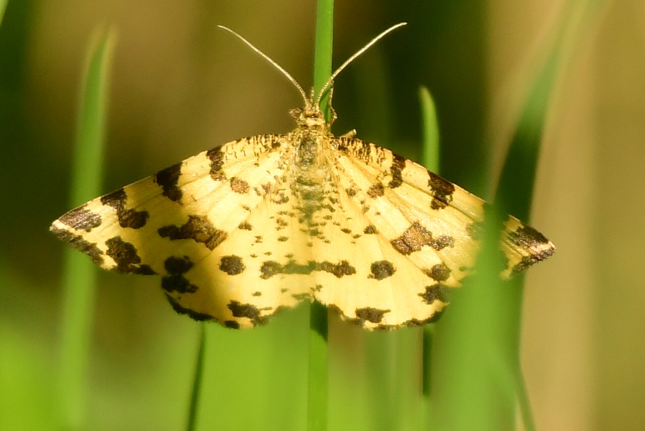 Danijel Mikolaj proljeće (10) Danijel Mikolaj proljeće (10)