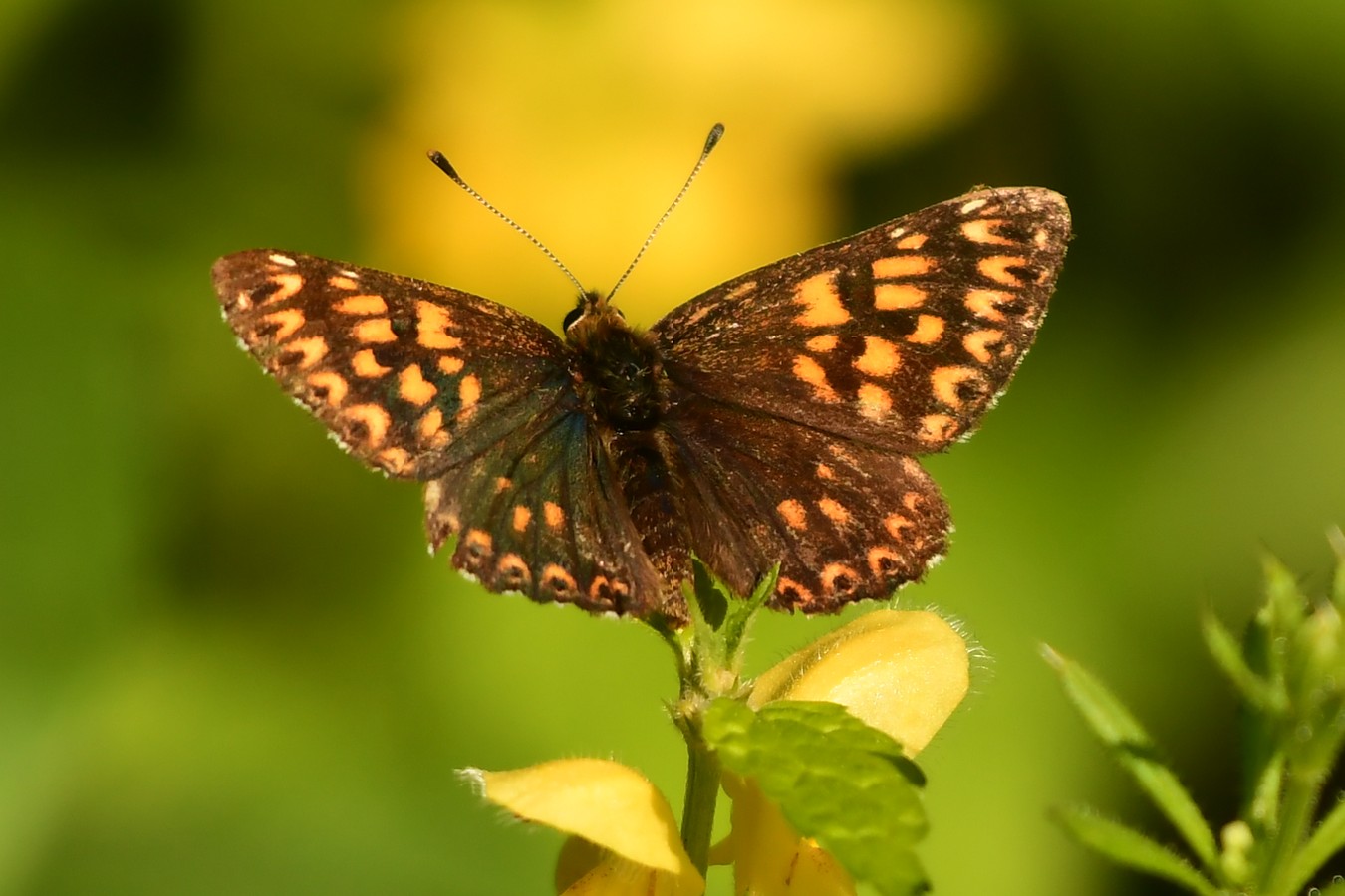 Danijel Mikolaj proljeće (12) Danijel Mikolaj proljeće (12)