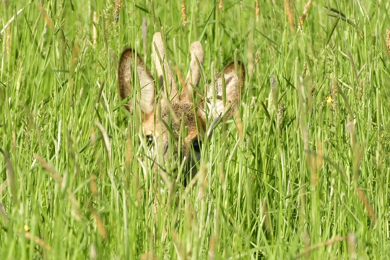 Danijel Mikolaj proljeće (13) Danijel Mikolaj proljeće (13)