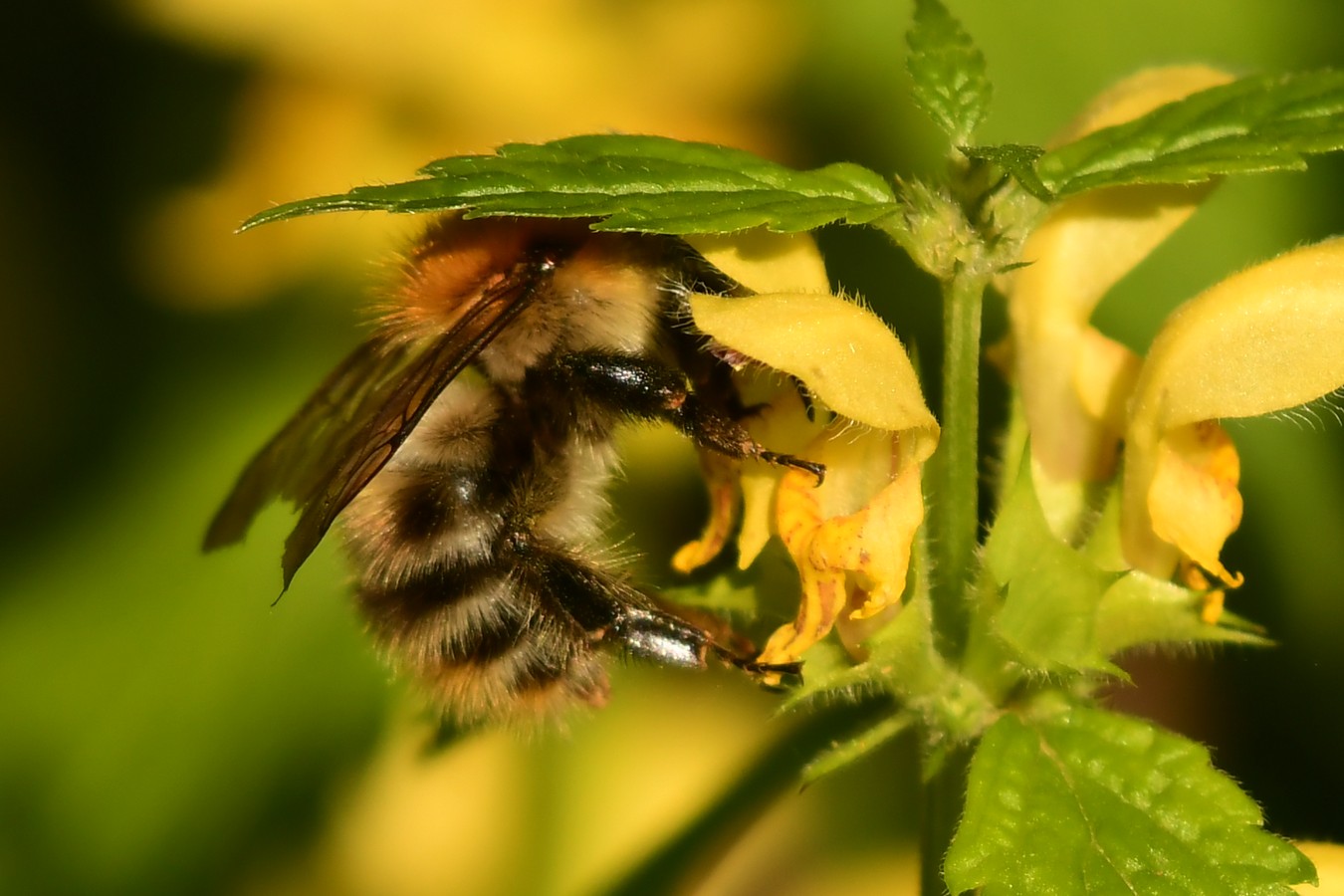 Danijel Mikolaj proljeće (16) Danijel Mikolaj proljeće (16)