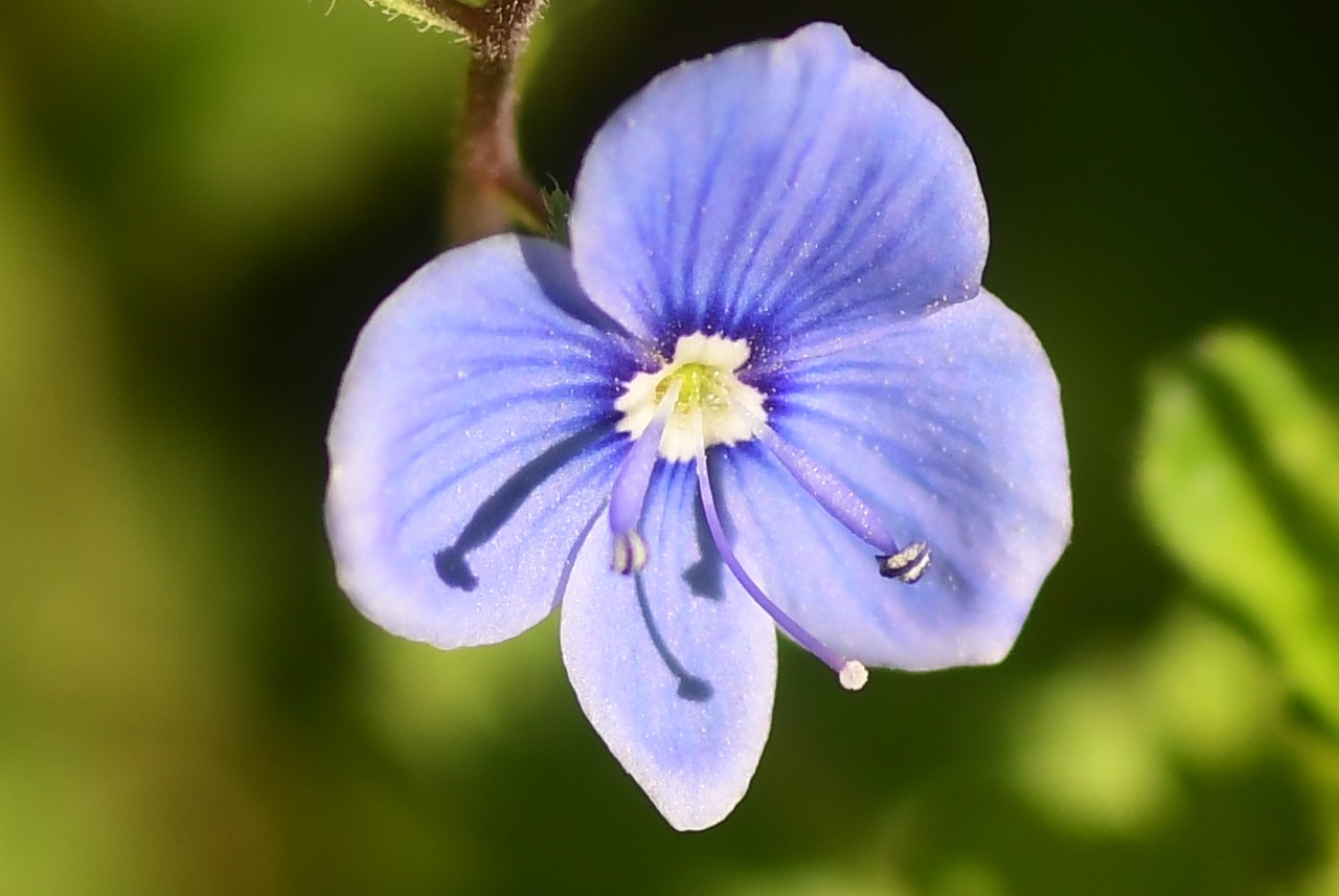Danijel Mikolaj proljeće (17) Danijel Mikolaj proljeće (17)